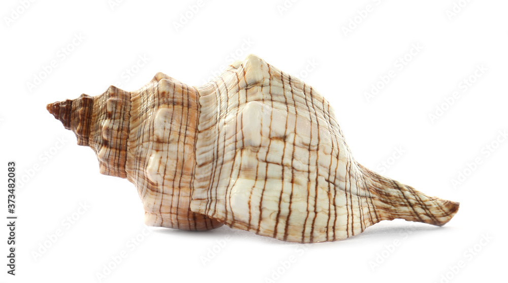 Beautiful exotic sea shell isolated on white Beautiful exotic sea shell isolated on white