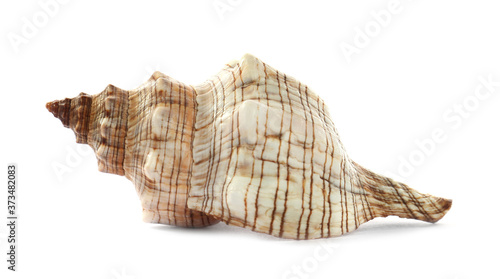 Beautiful exotic sea shell isolated on white