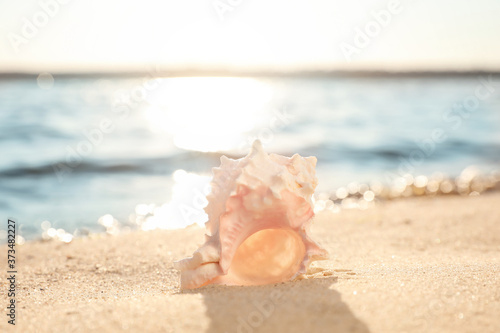 Beautiful sea shell on sunlit sandy beach © New Africa