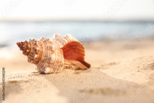 Beautiful exotic sea shell on sandy beach
