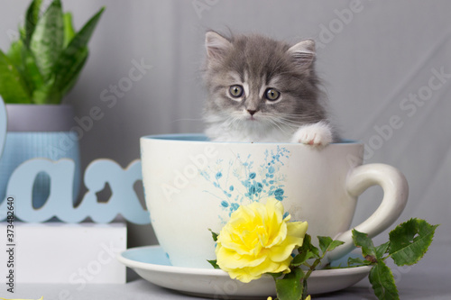 Wallpaper Mural Scottish Fold or Stright kitten sitting inside cups on gray background Torontodigital.ca