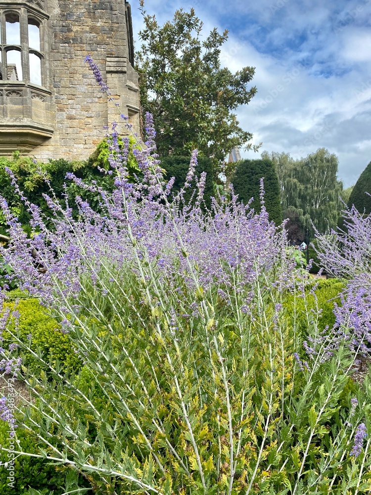Obraz premium lavender field provence france