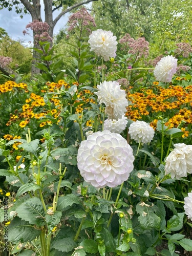 white chrysanthemum flowers