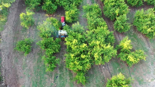 Garden spraying. Pomegranate tree garden spraying insecticide with a tractor. Pest control. Aerial View 4K Video