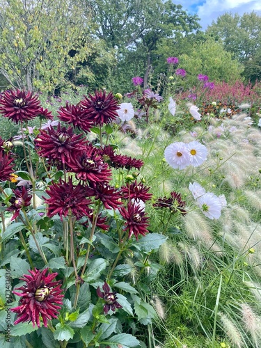 flowers in the garden