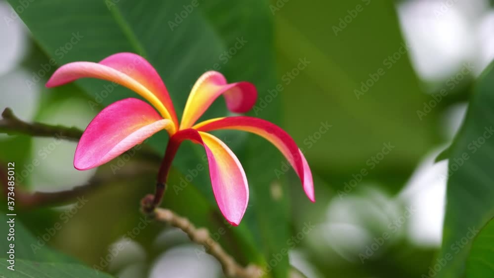 Red plumeria swaying in the breeze. Common name of Red plumeria include