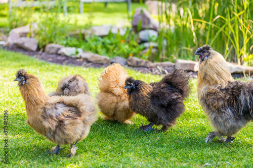 Silkie hens and rooster looking for food in garden. photo