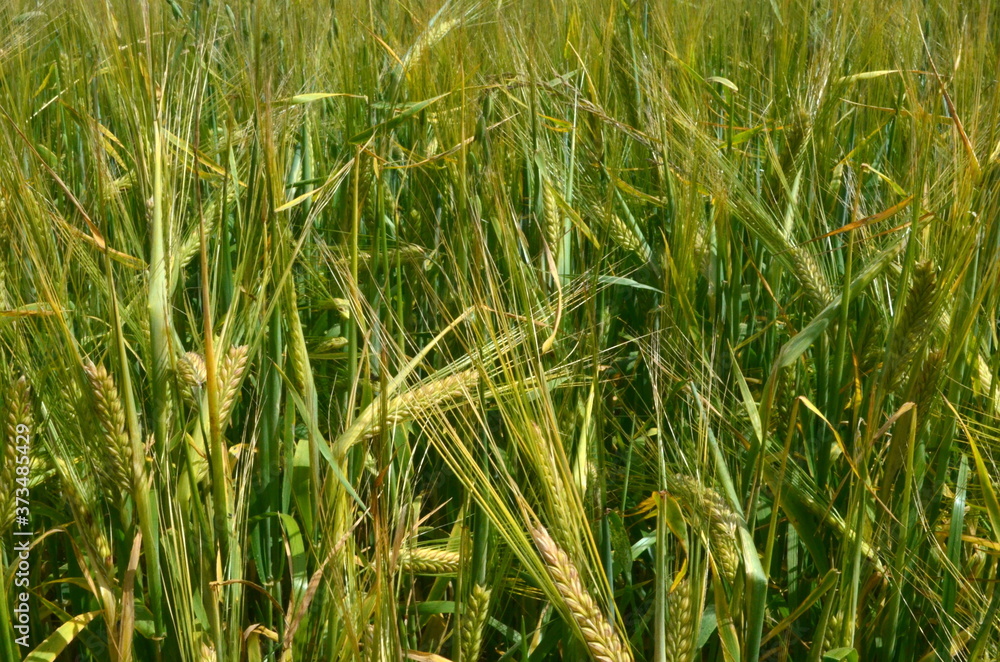 Fields of wheat at the end of summer fully ripe. cereal field background Fields of wheat at the end of summer fully ripe. cereal field background
