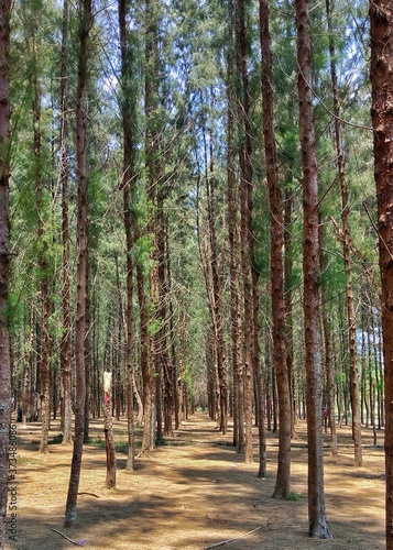 forest in autumn