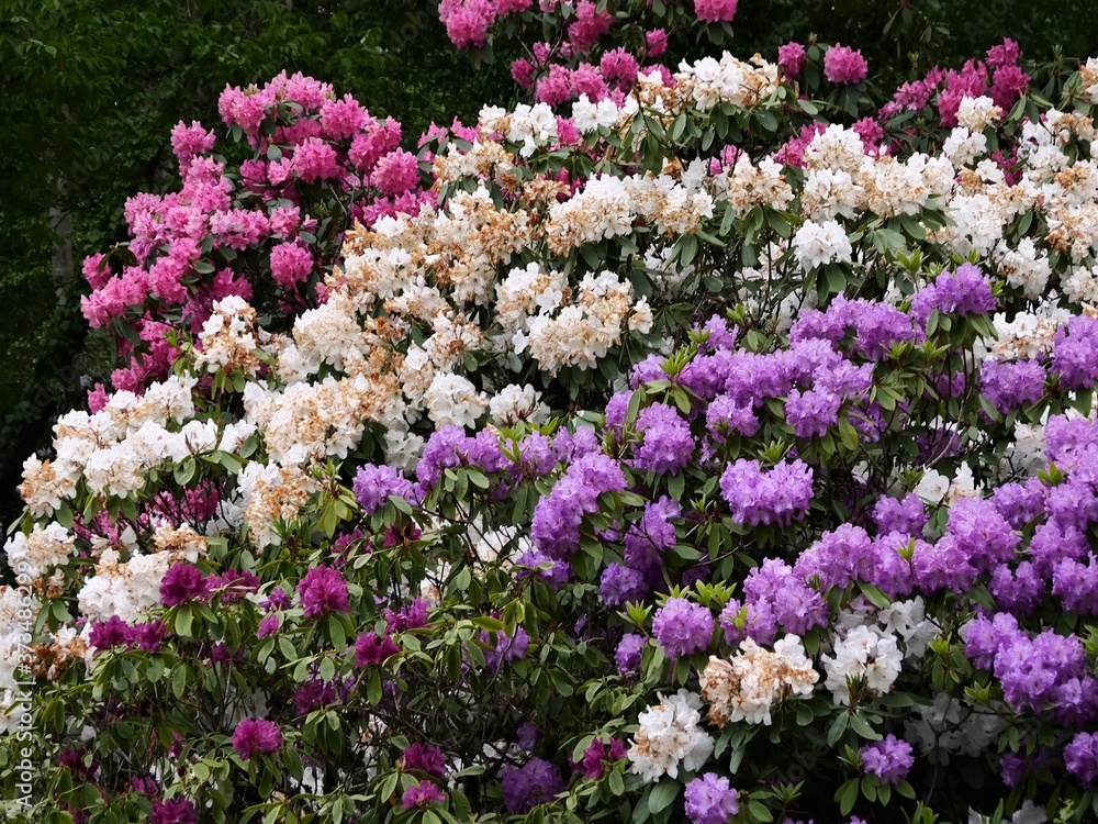 The slope is planted with azalea bushes,  partly slightly faded, which bloom in many colors. The funnel-shaped flowers of the azalea, Rhododendron occidentale, are extremely variable in terms of color