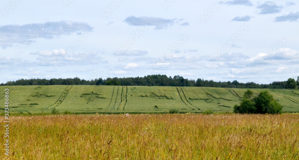 Rural landscape with wind damaged cereal field, Latvia