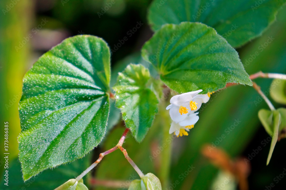 White begonia flowers (Begonia semperflorens) Stock Photo Adobe Stock