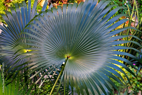 Chinese fan palm leaf  Livistona chinensis 