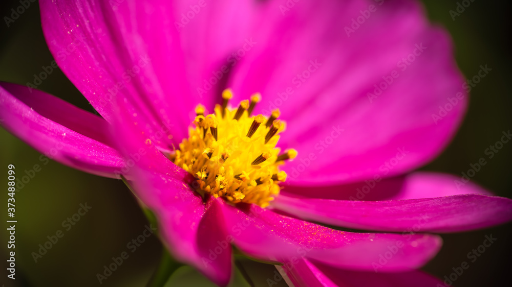 Vibrant pink Barberton daisy in the morning sun Vibrant pink Barberton daisy in the morning sun