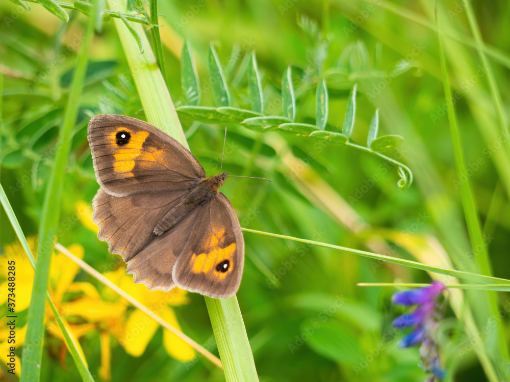 Obraz premium Meadow Brown butterfly with wild flowers. Maniola jurtina.
