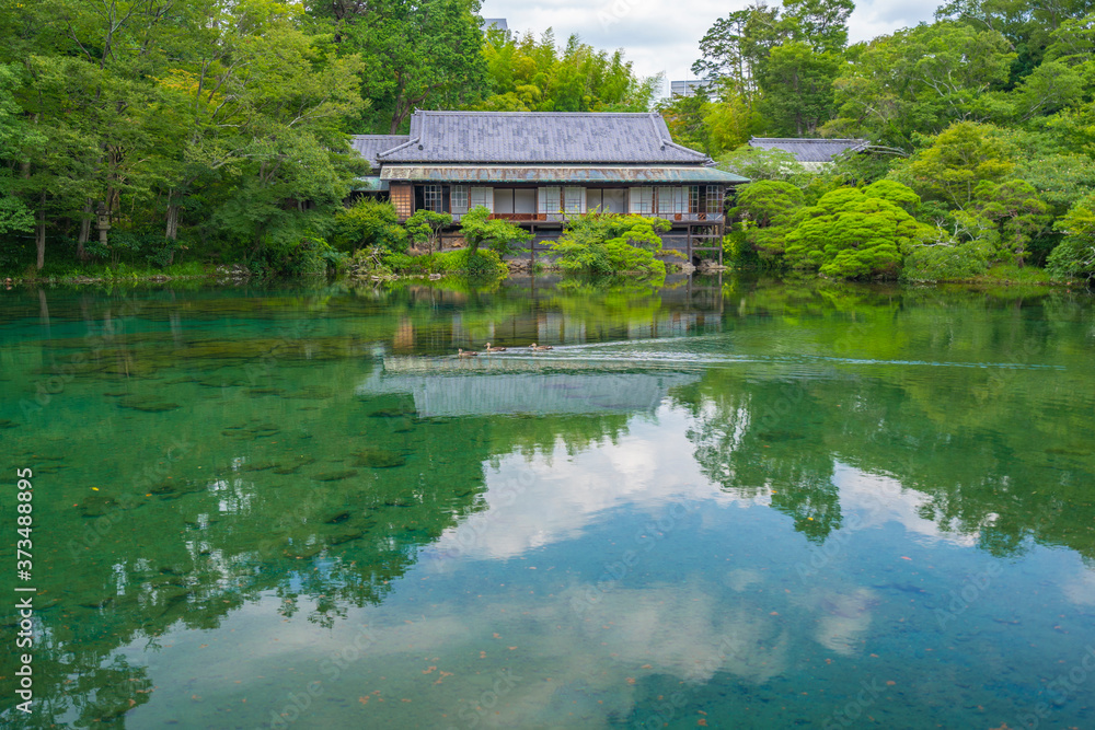 楽寿園 小浜池 珍しい満水 楽寿園 小浜池 珍しい満水