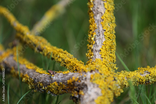 Fototapeta Naklejka Na Ścianę i Meble -  Gałąź drzewa w mchu.