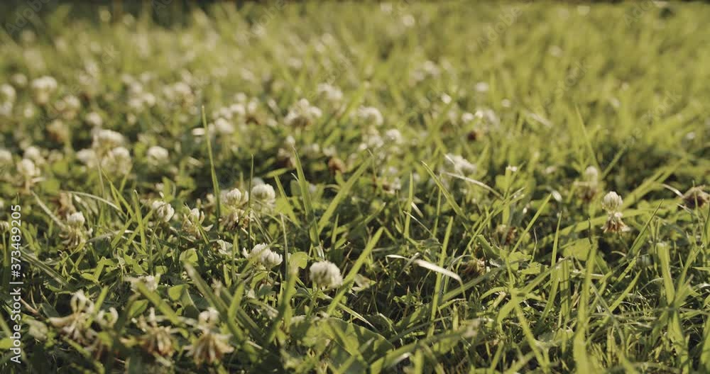 View of grass surface with white clover blossoms. Summertime freshness, meadow filled with sunlight View of grass surface with white clover blossoms. Summertime freshness, meadow filled with sunlight