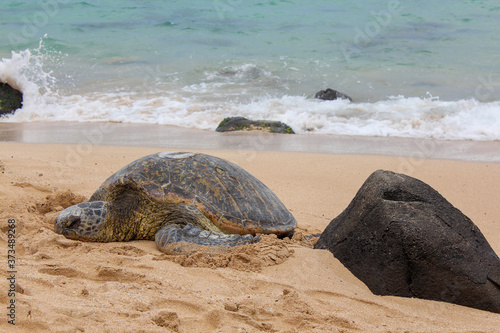 Hawaii,  sea turtle, loggerhead, tortuga, beach, beach turtle