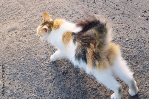 Tricolor cat is stretching on the street. Stray cats outdoors. Homeless animals concept. Animal day concept.