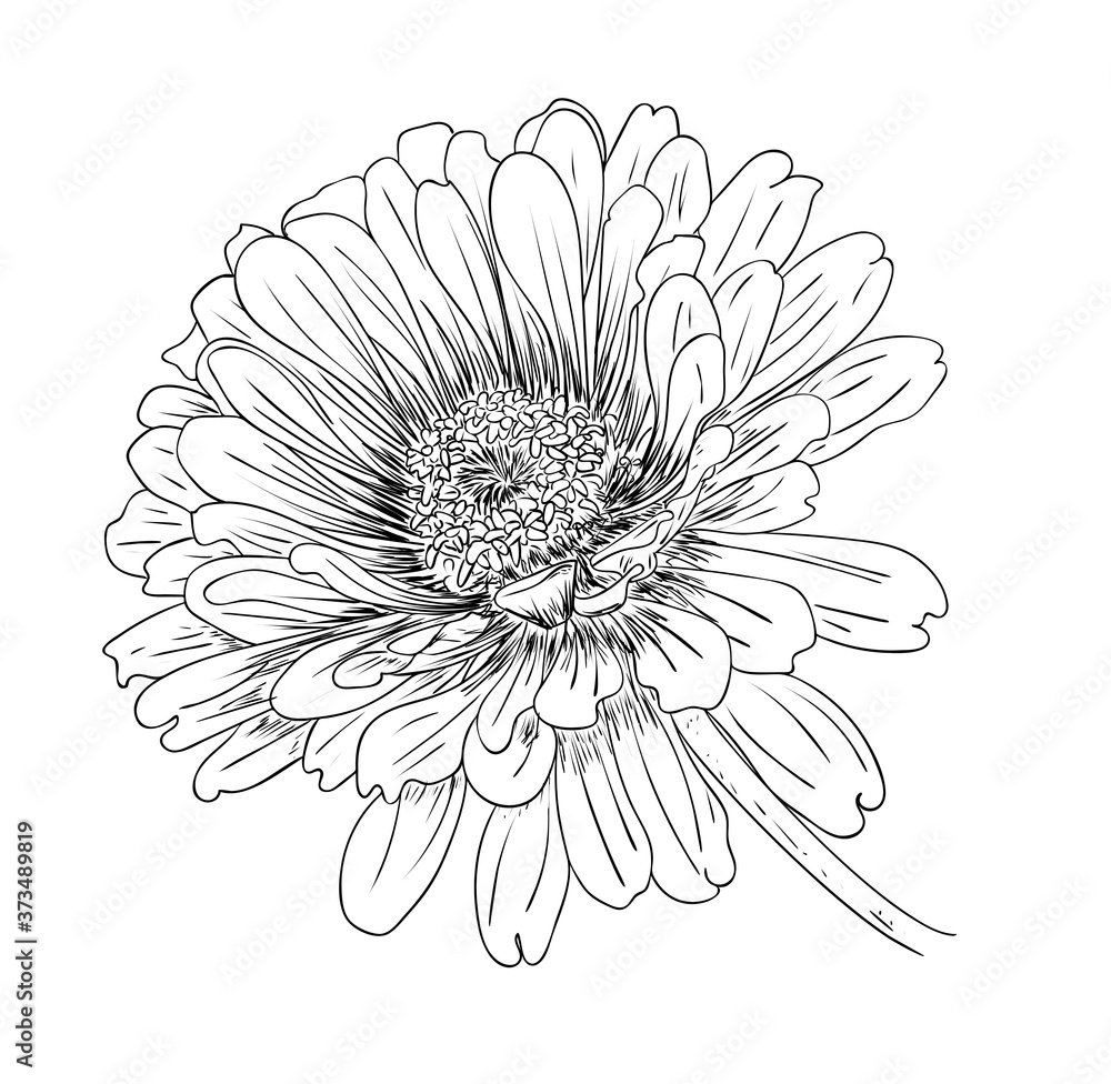 Vector illustration, isolated zinnia flower in black and white colors, outline hand painted drawing