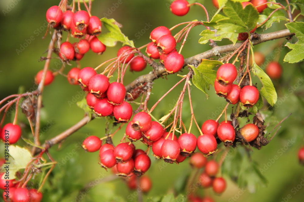 Branch of fresh ripe red hawthorn berries with green leaves in the background of nature Branch of fresh ripe red hawthorn berries with green leaves in the background of nature