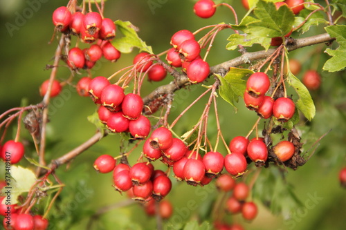 Branch of fresh ripe red hawthorn berries with green leaves in the background of nature 