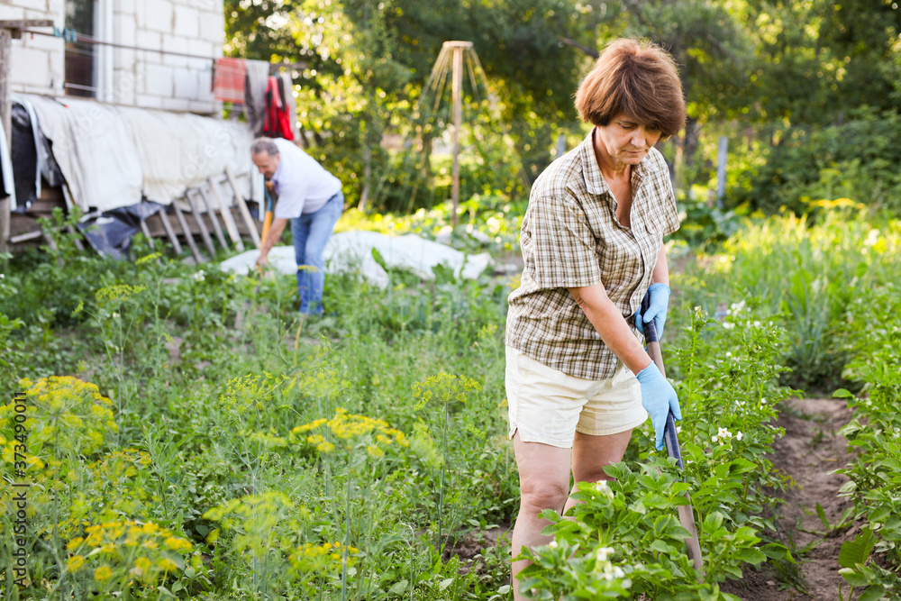 Elderly woman and man harrows potatoes in the garden Elderly woman and man harrows potatoes in the garden