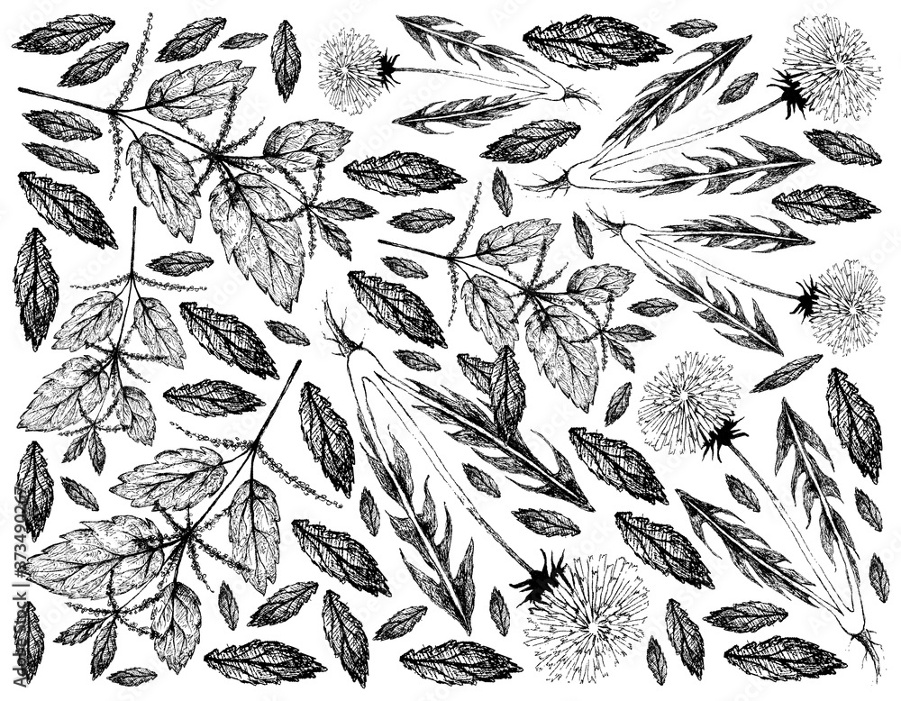Herbal Flower and Plant, Hand Drawn Background of Urtica Dioica or Stinging Nettle and Dandelion or Taraxacum Plant Used for Traditional Medicine, Food and Tea.
