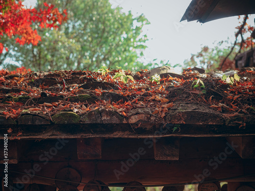 Fall