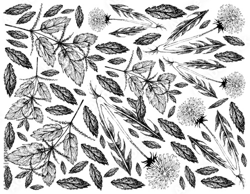 Herbal Flower and Plant, Hand Drawn Background of Urtica Dioica or Stinging Nettle and Dandelion or Taraxacum Plant Used for Traditional Medicine, Food and Tea.
