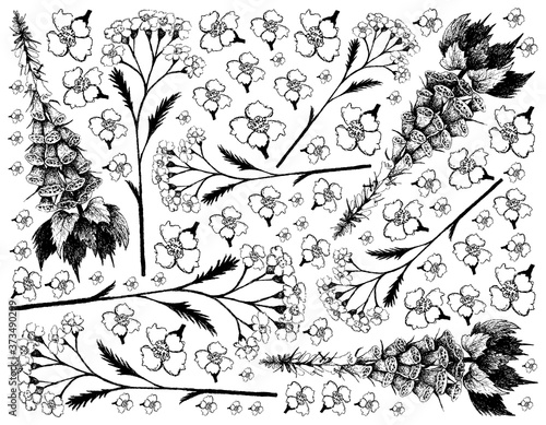 Herbal Flower and Plant, Hand Drawn Background of Achillea Millefolium or Yarrow and Digitalis or Foxglove Plants Used for Traditional Medicine.
