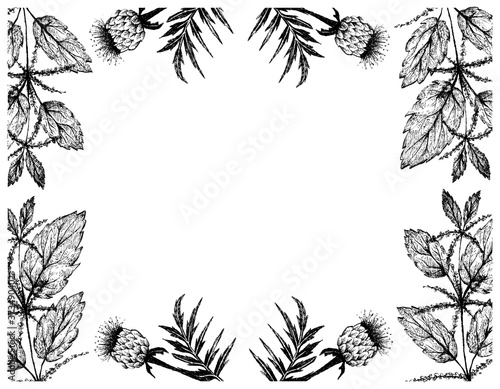 Herbal Flower and Plant, Hand Drawn Illustration Frame of Urtica Dioica or Stinging Nettle and Rhaponticum Carthamoides or Maral Root Plants, Used in Alternative and Folk Medicine. 
 photo