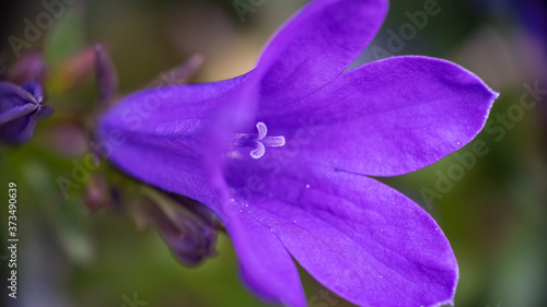 Birch Hybrid Bellflower in bloom