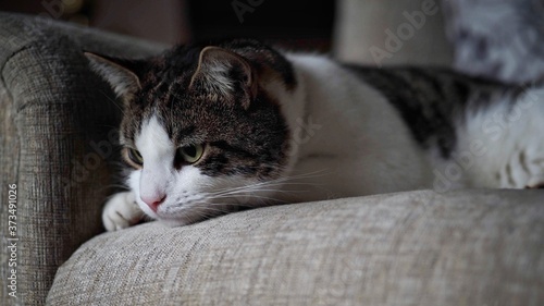Tabby Cat Resting at Home