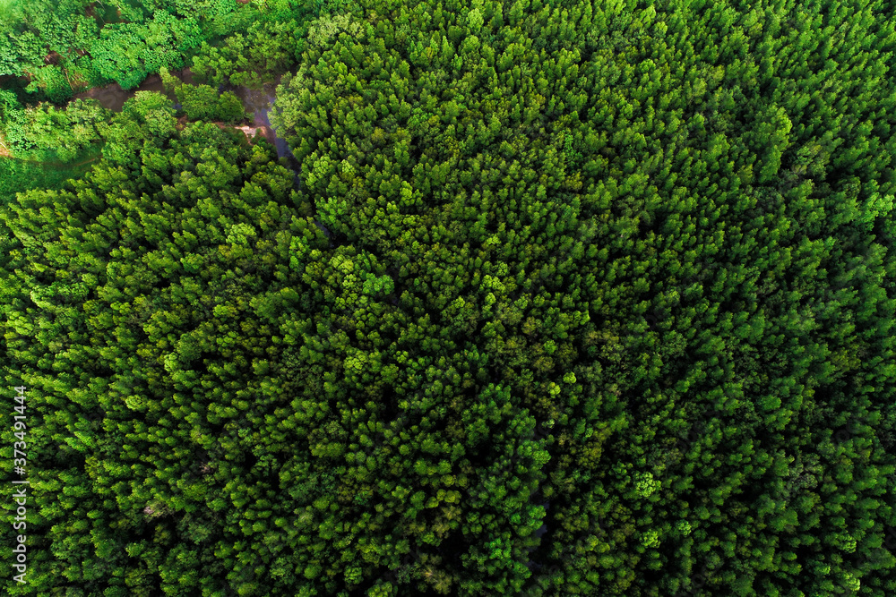 Aerial view green tropical rainforest look dpwn view