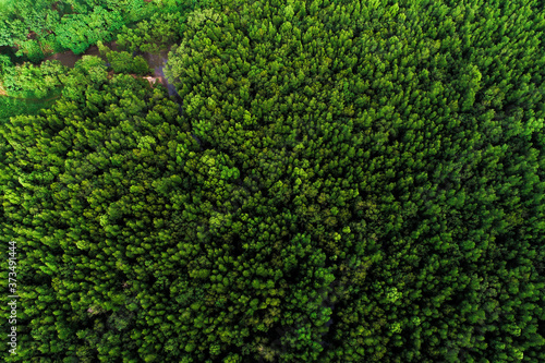 Aerial view green tropical rainforest look dpwn view