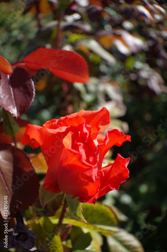 Orange Flower of Rose 'Hanakagari' in Full Bloom
