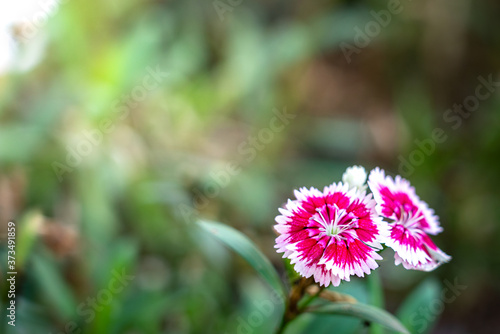 A beautiful pink flower in greenery forest environment and warn morning sunlight as background. Selective focus at the flower s pollen.