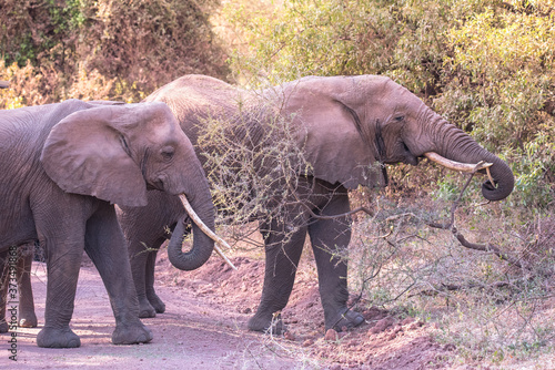 Elephant in beautiful landscape scenery of bush savannah - Game drive in Lake Manyara National Park  Wild Life Safari  Tanzania  Africa