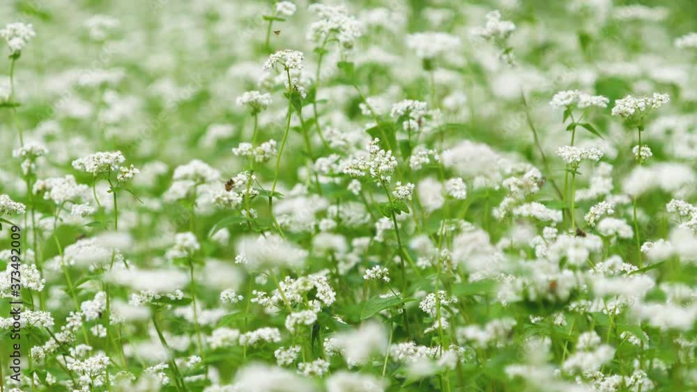 buckwheat flower and bee