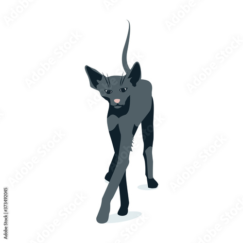 Graceful black cat of oriental breed. Beautiful domestic animal walking cartoon vector illustration isolated on white background
