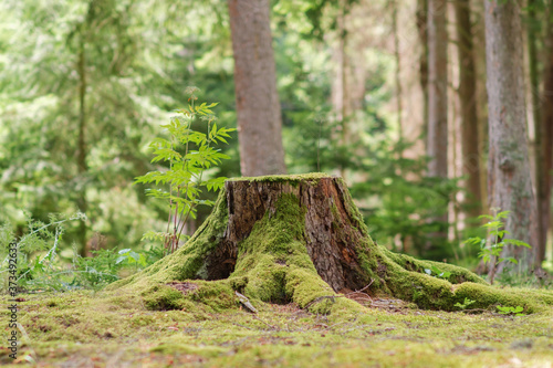  View of old tree stump covered with moss with  blurred forest background photo