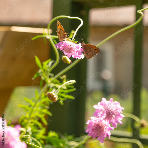 Two Butterflies Feed on Flower