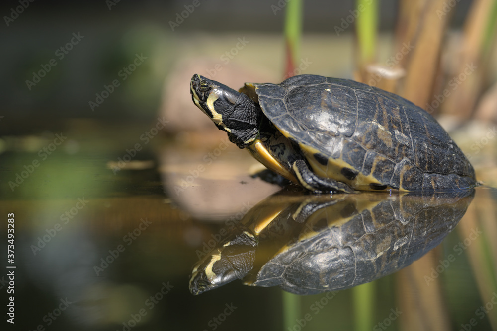Obraz premium A yellow striped proud and arrogant turtle in a water pond. Tortoise reflecting In water. Cooter Turtle