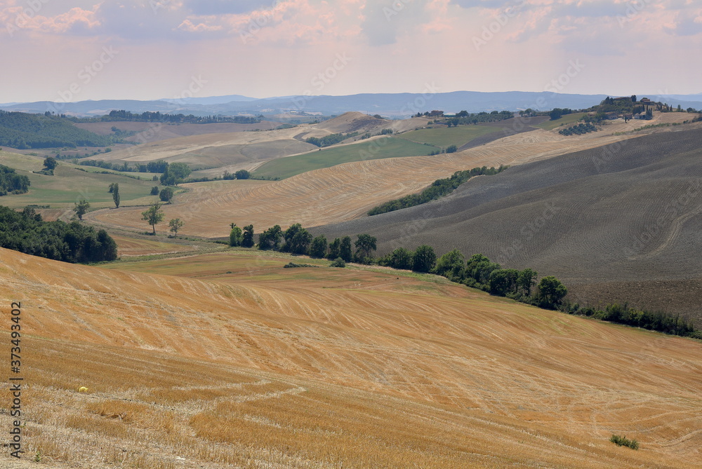 Fototapeta premium Pola aż po daleki horyzont