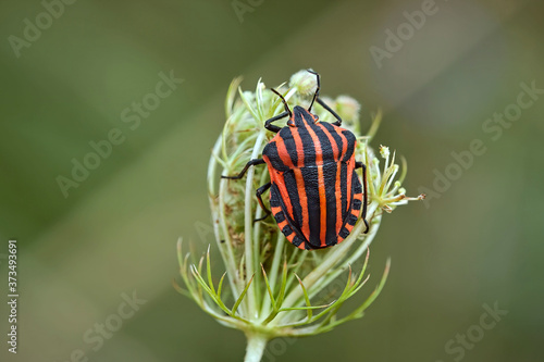 Streifenwanze ( Graphosoma italicum ).