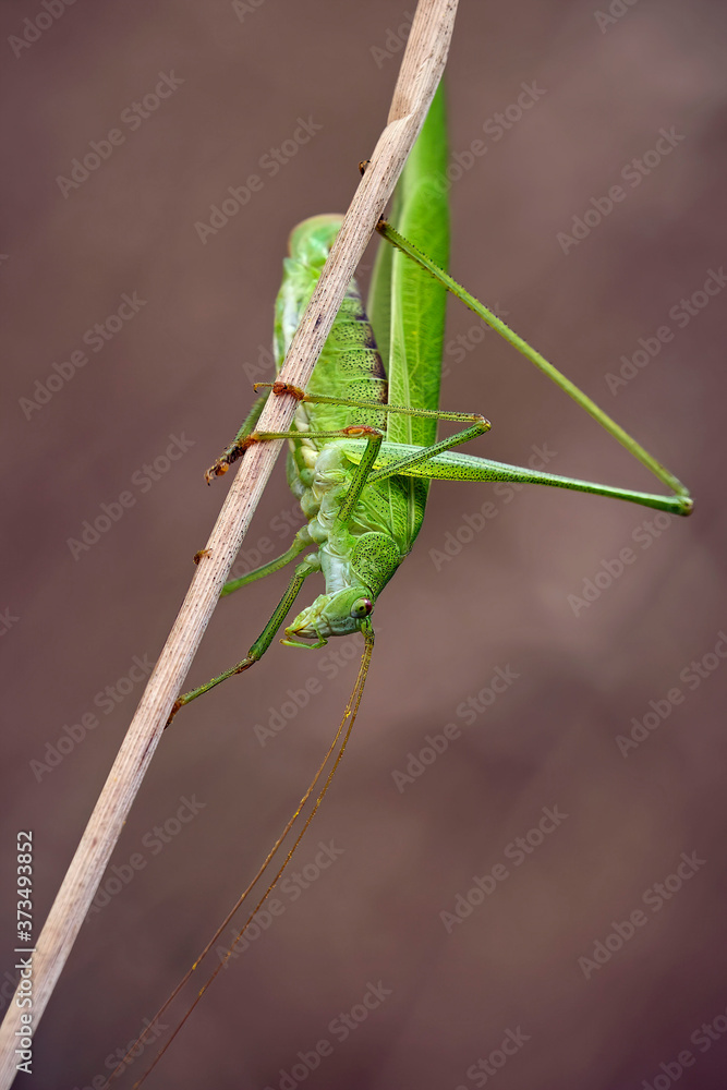 Vierpunktige Sichelschrecke ( Phaneroptera nana ). Vierpunktige Sichelschrecke ( Phaneroptera nana ).
