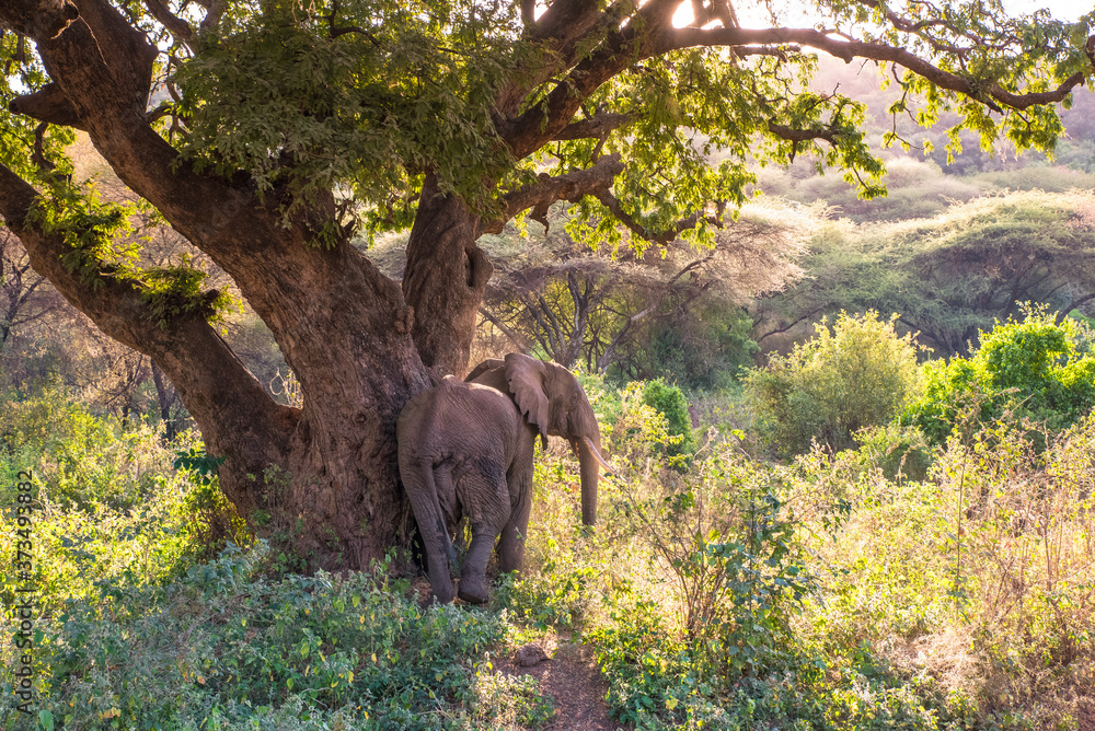 Fototapeta premium Elephant in beautiful landscape scenery of bush savannah - Game drive in Lake Manyara National Park, Wild Life Safari, Tanzania, Africa