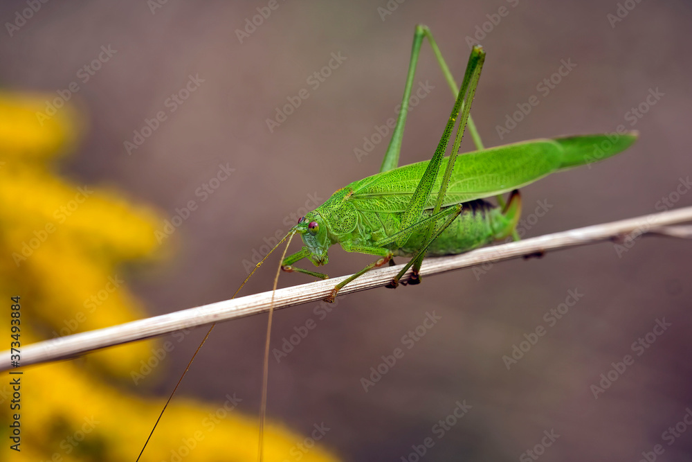 Fototapeta premium Vierpunktige Sichelschrecke ( Phaneroptera nana ).